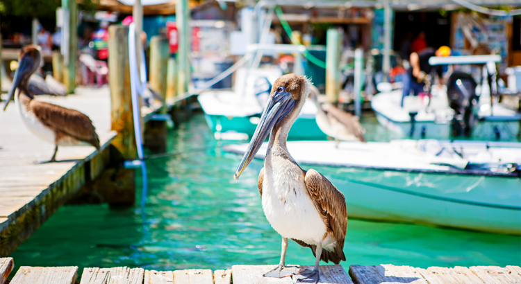 USA Florida Islamorada Pelikane Marina Foto iStock romrodinka